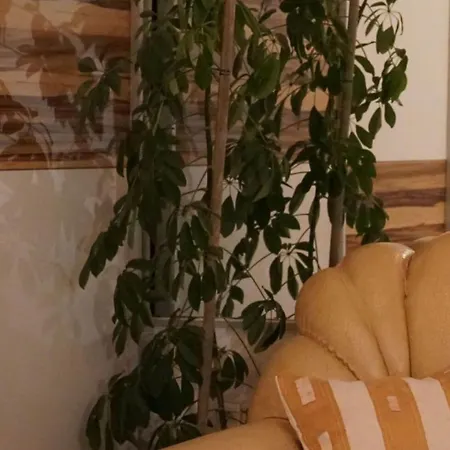 Duplex Tinel سبليت