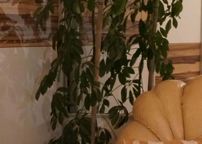 Duplex Tinel 스플리트